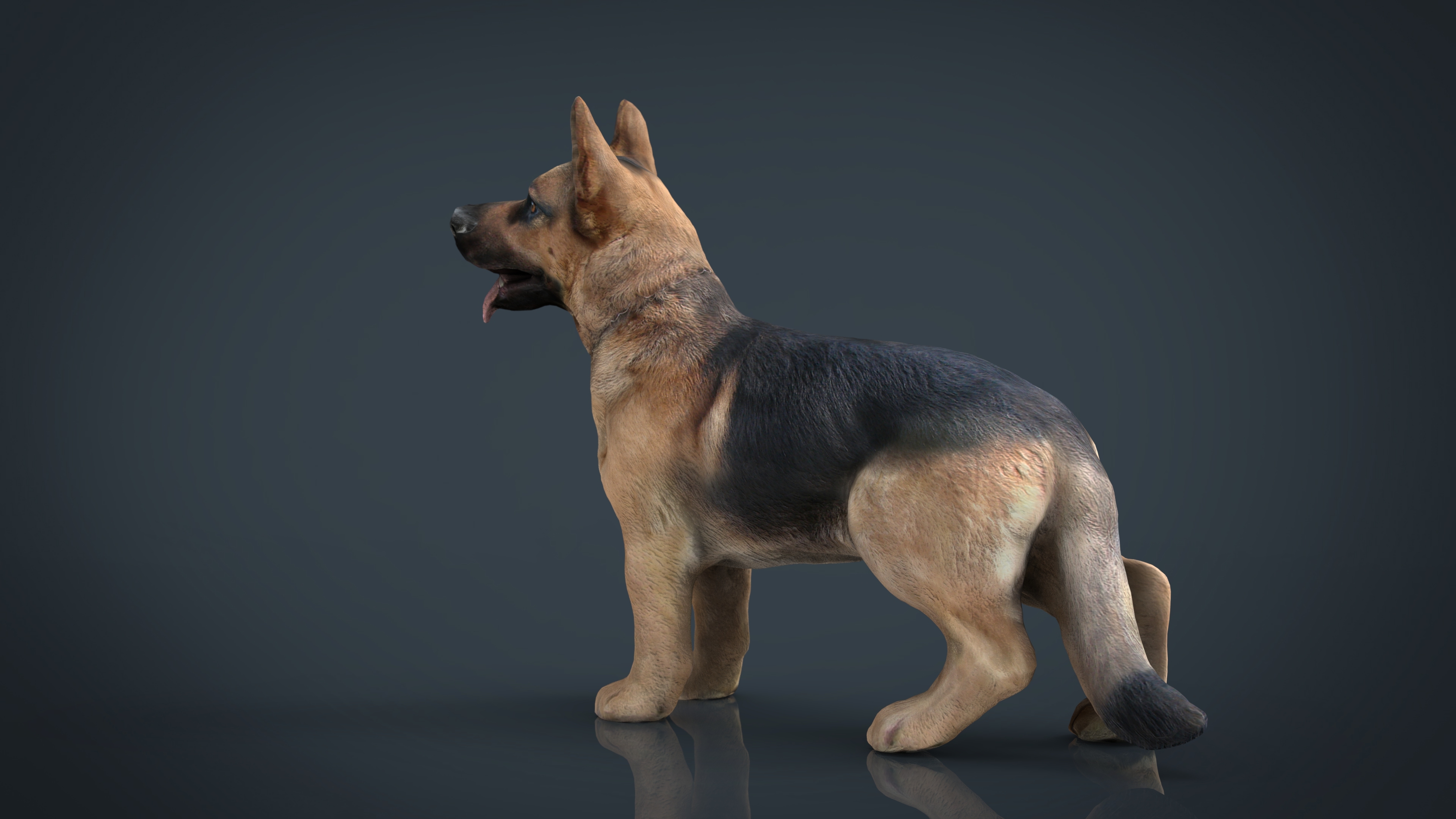 realistic german shepherd 3d model