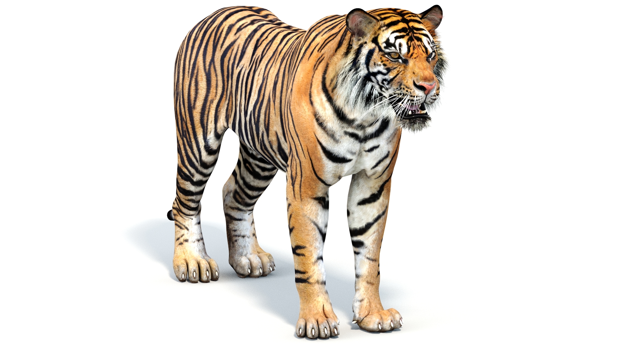 3d sumatran tiger