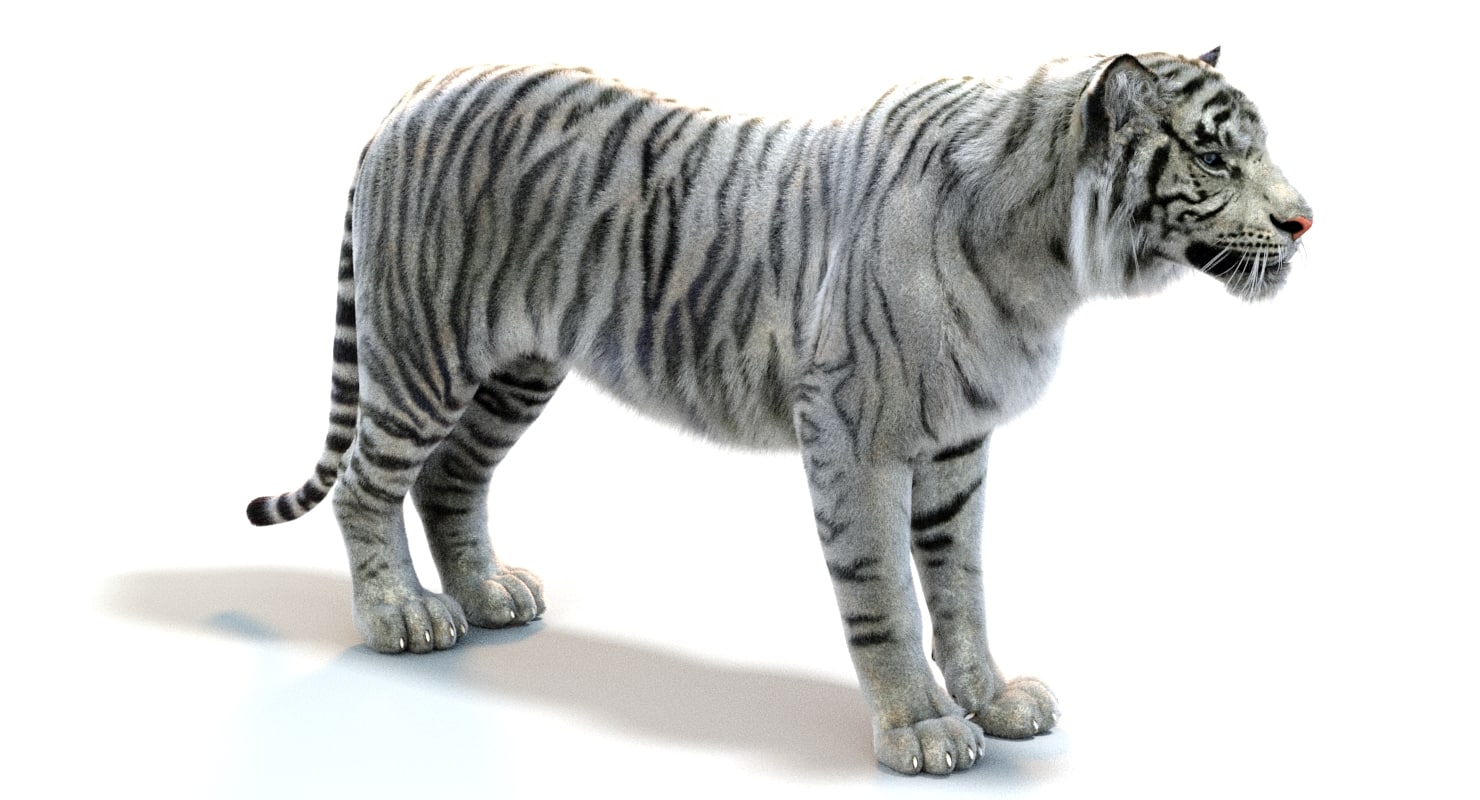 white sumatran tiger (fur, animated) 3d model