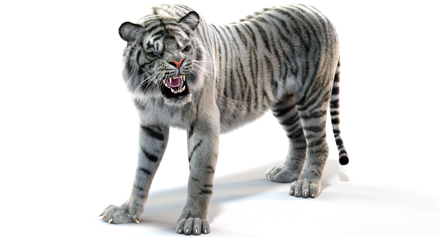 white sumatran tiger (fur, animated) 3d model