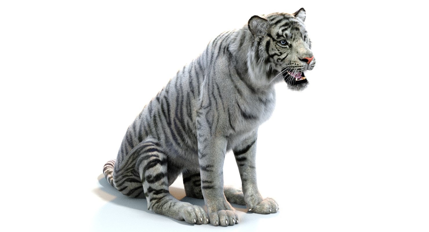 3d white sumatran tiger (fur, rigged)