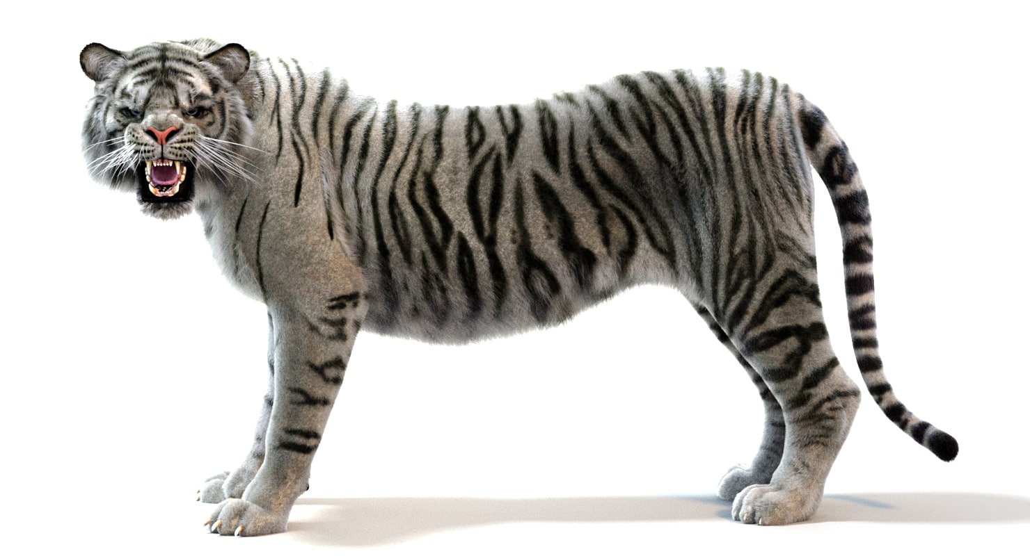 3d white sumatran tiger (fur, rigged)