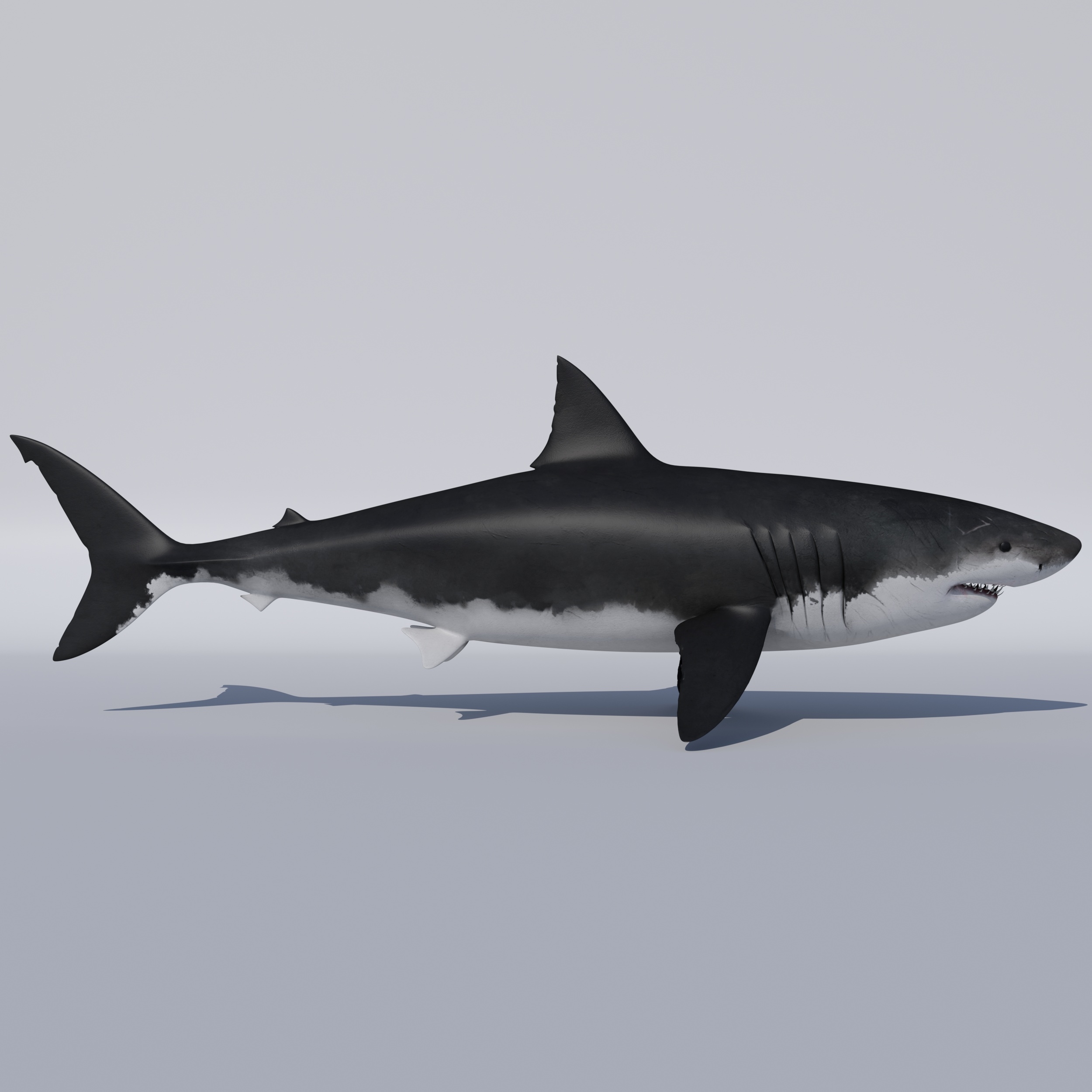 3d apex great white shark model