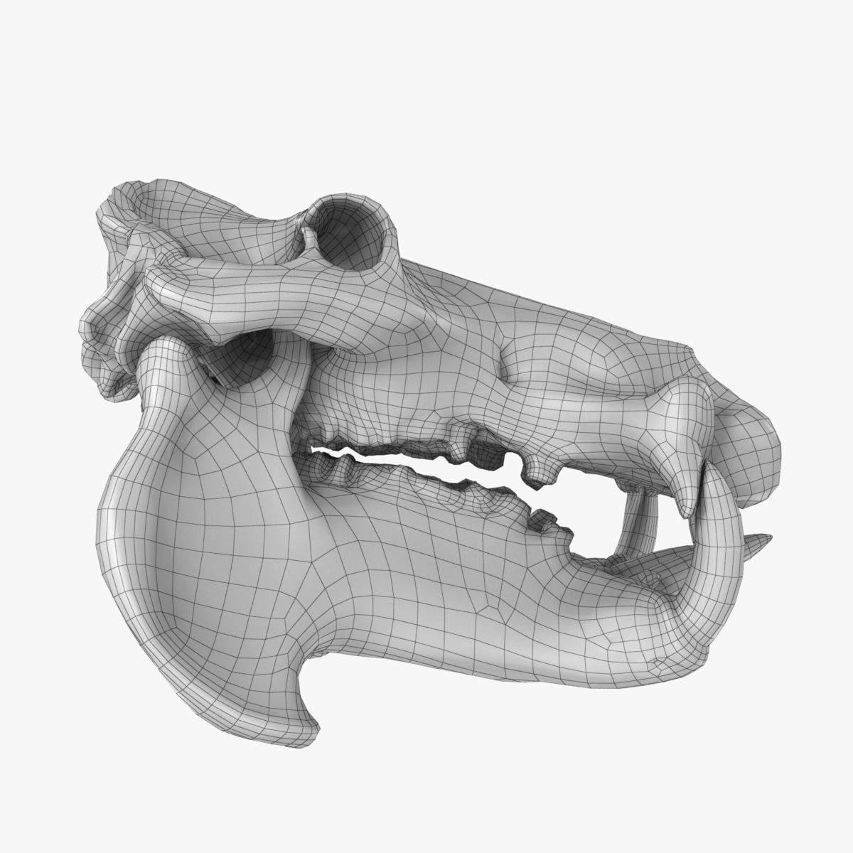 河马头骨3d模型