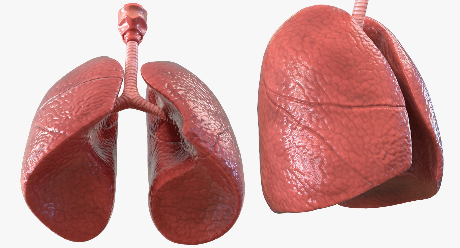 肺部解剖学3d模型