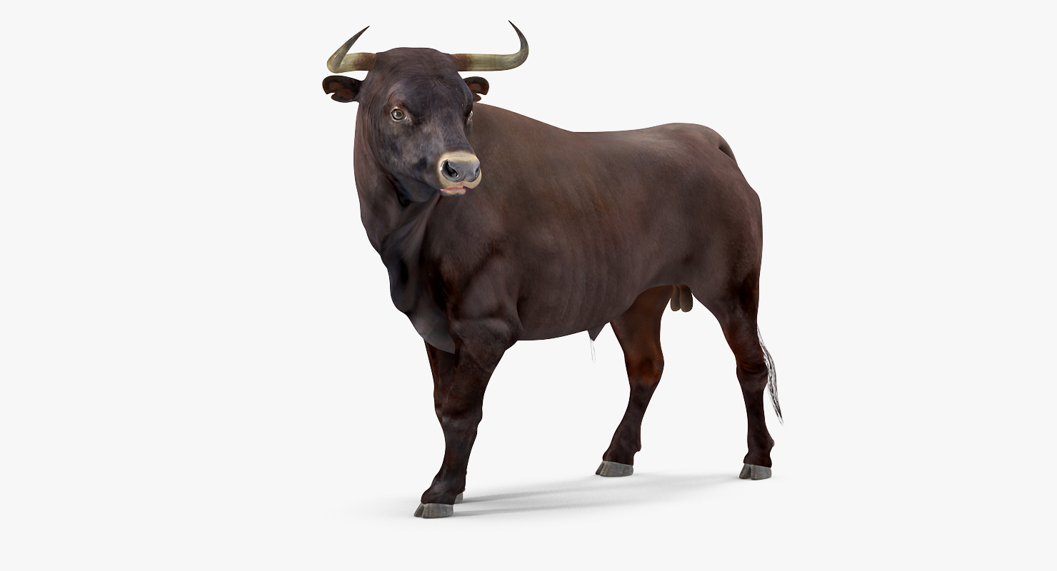 3d model bull standing pose
