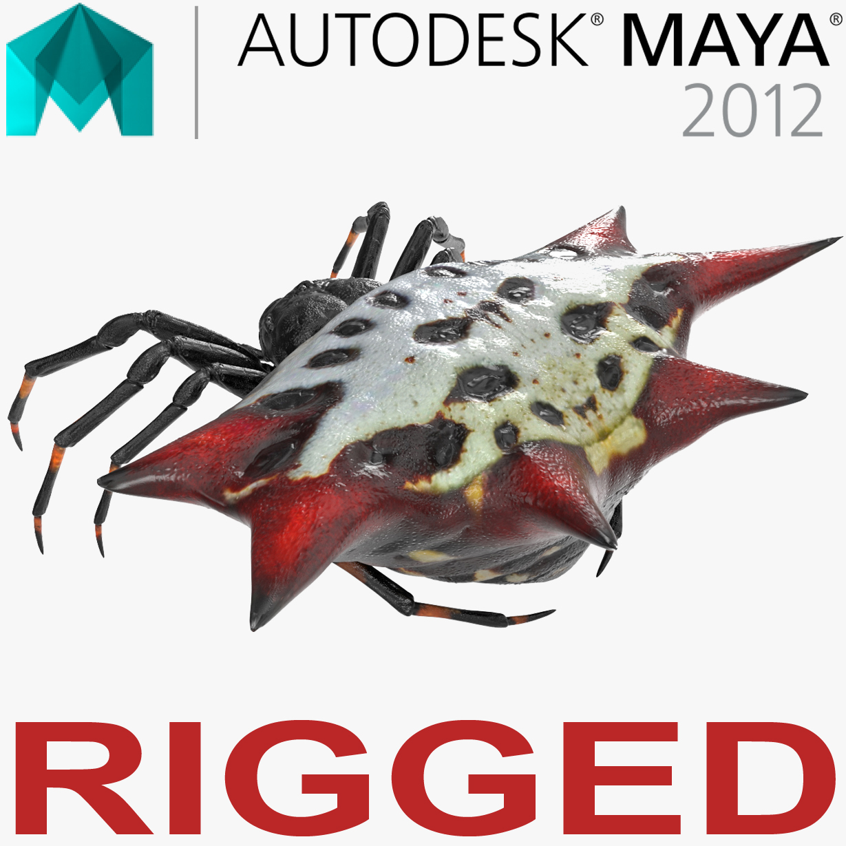 spiny orb weaver spider model - turbosquid 1216229