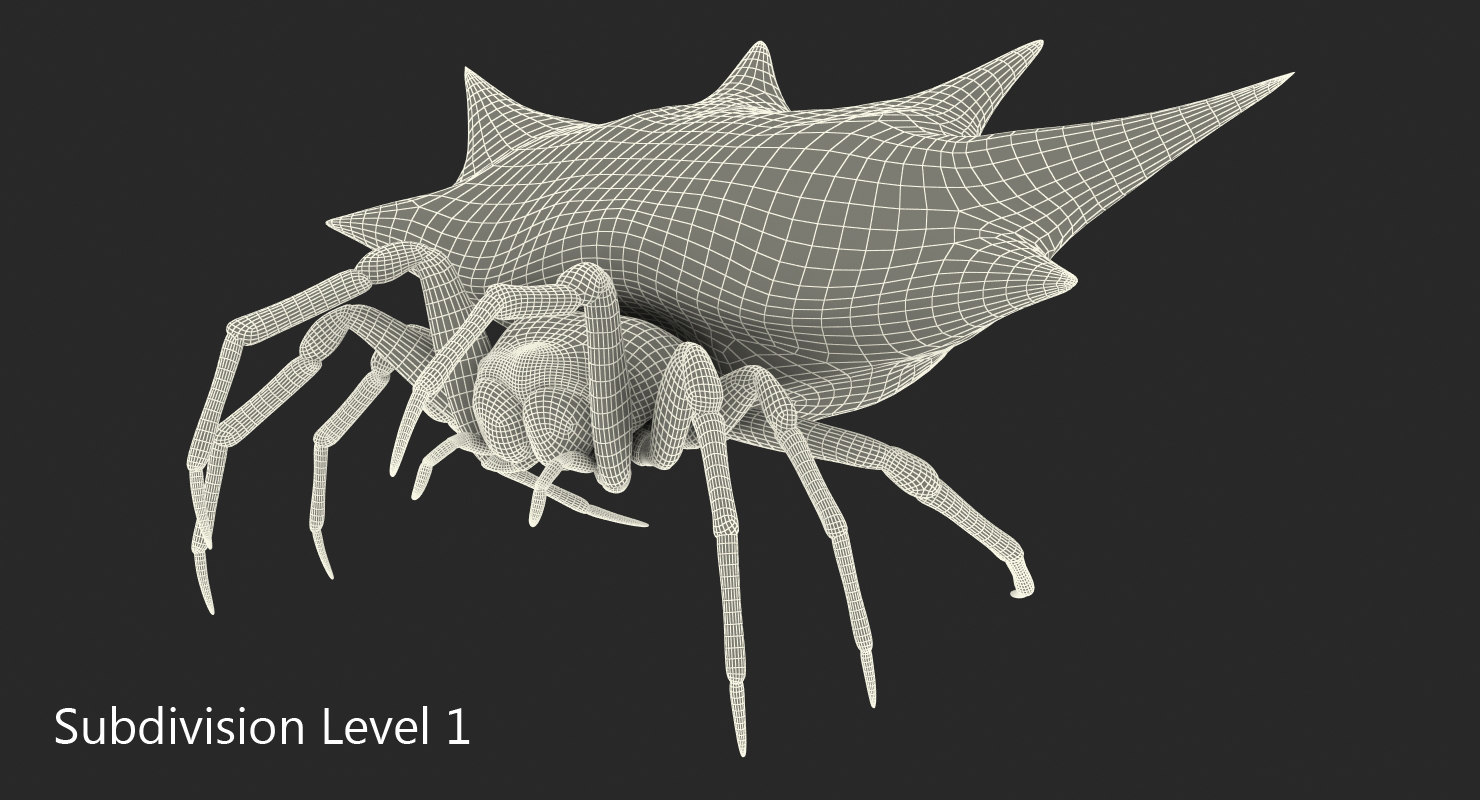 spiny orb weaver spider model - turbosquid 1216229