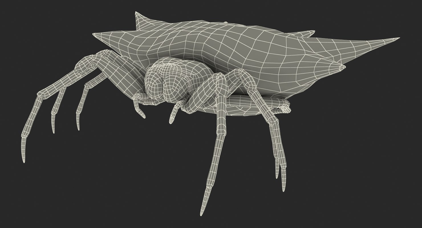 spiny orb weaver spider model - turbosquid 1216229