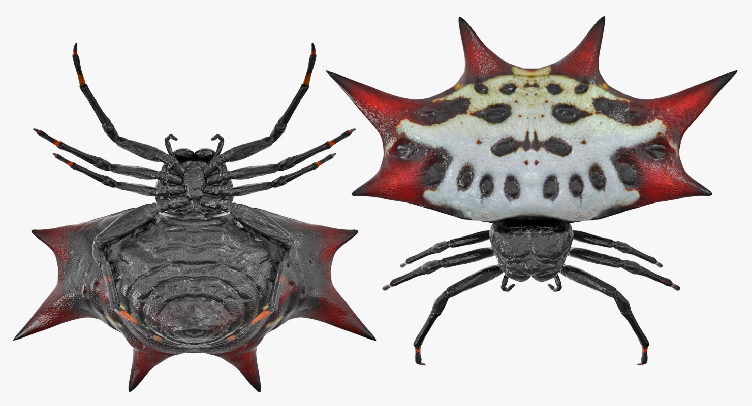 spiny orb weaver spider model - turbosquid 1216229