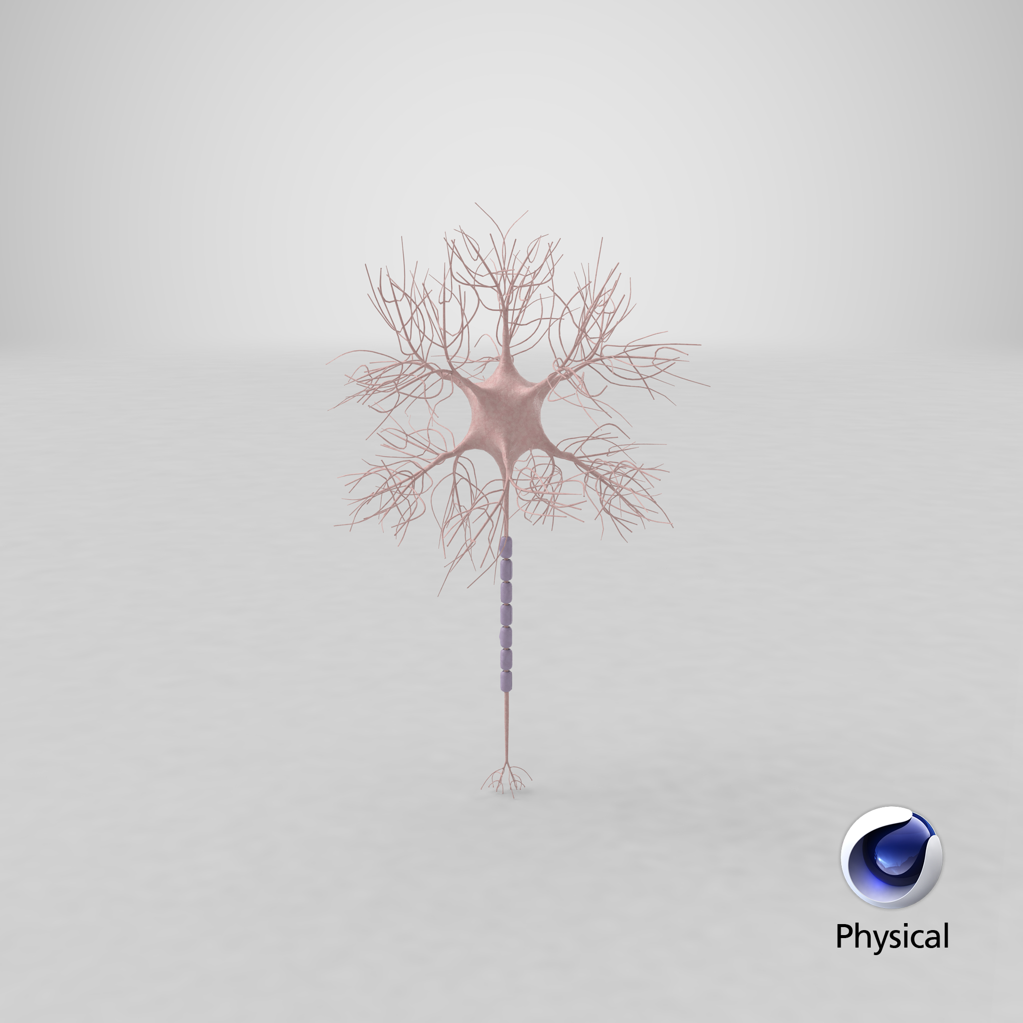 motoric neuron 3d