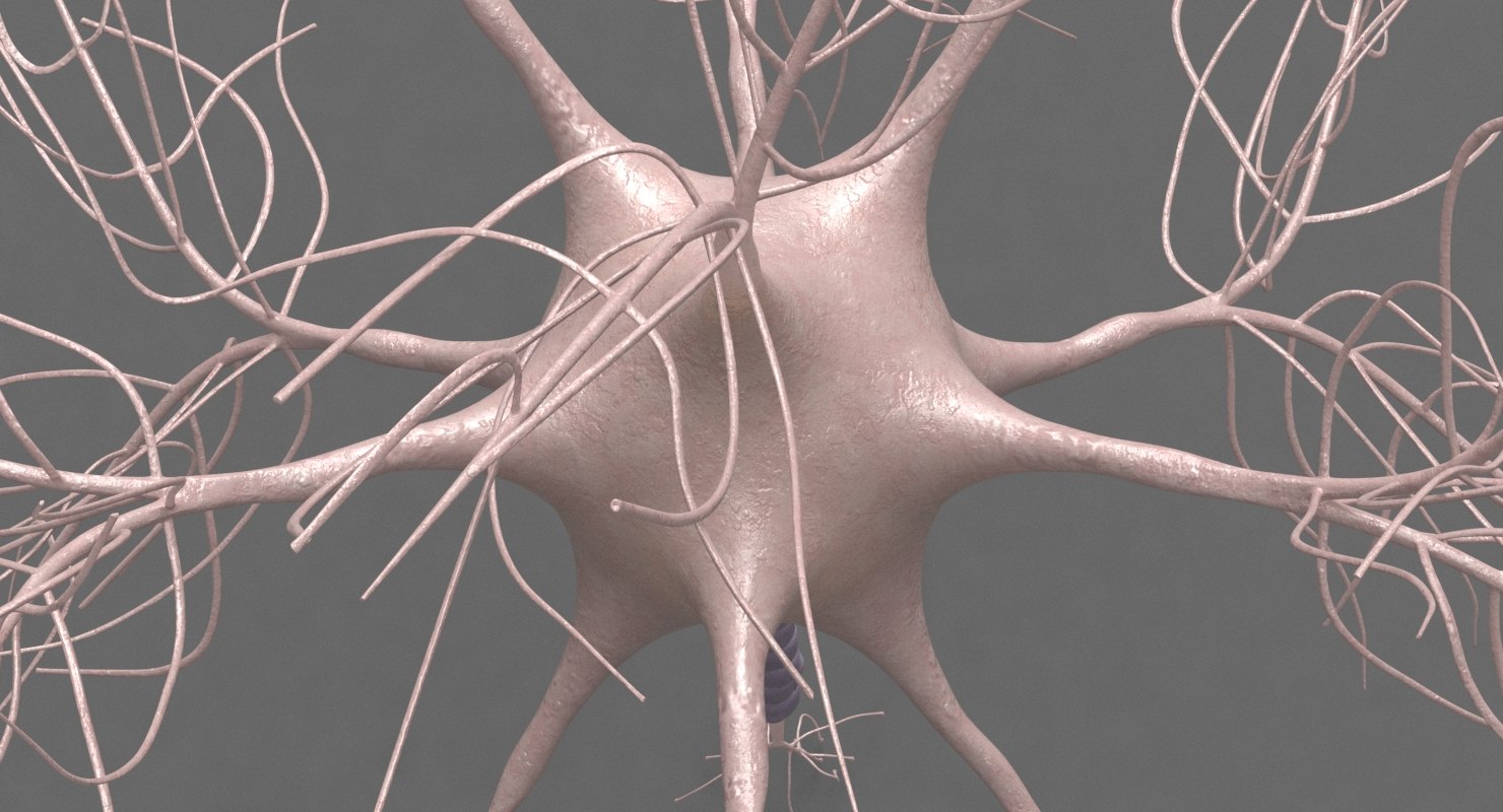motoric neuron 3d