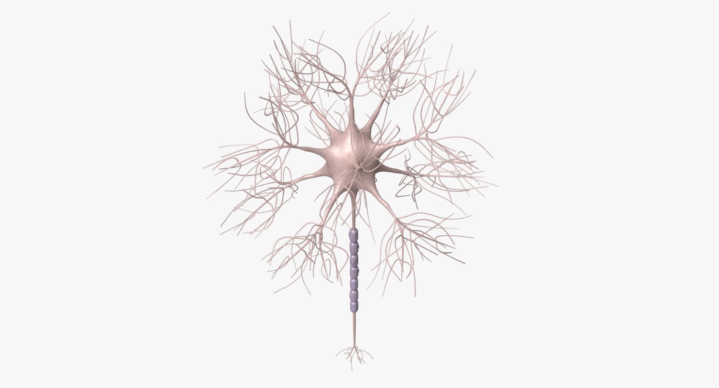 motoric neuron 3d