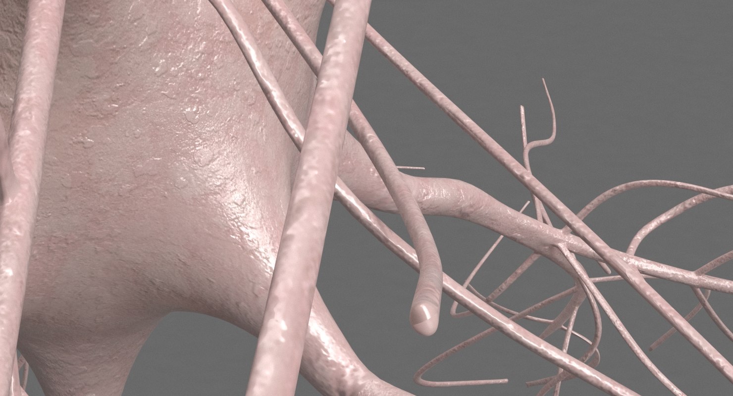 motoric neuron 3d