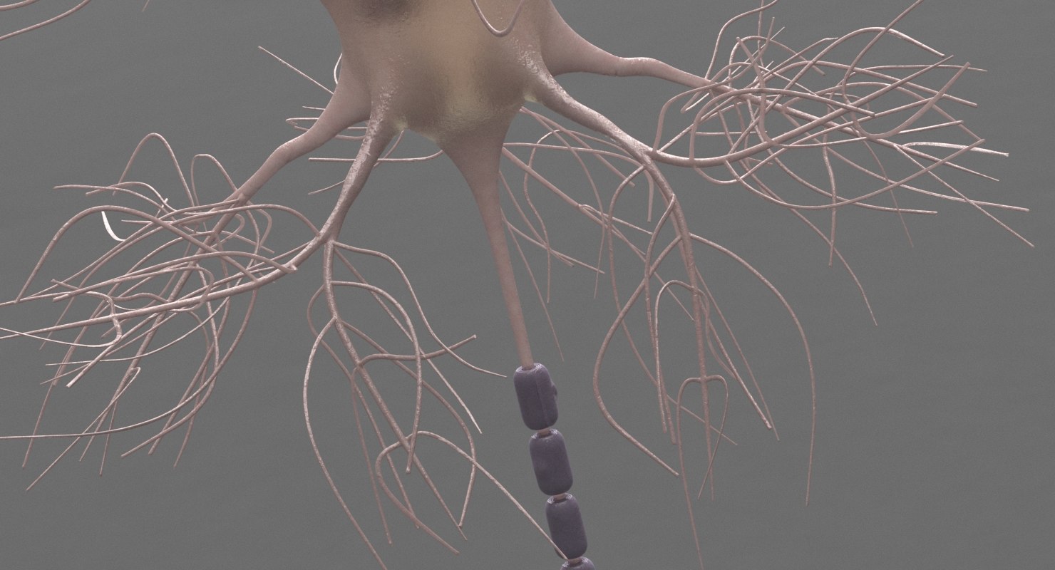 motoric neuron 3d