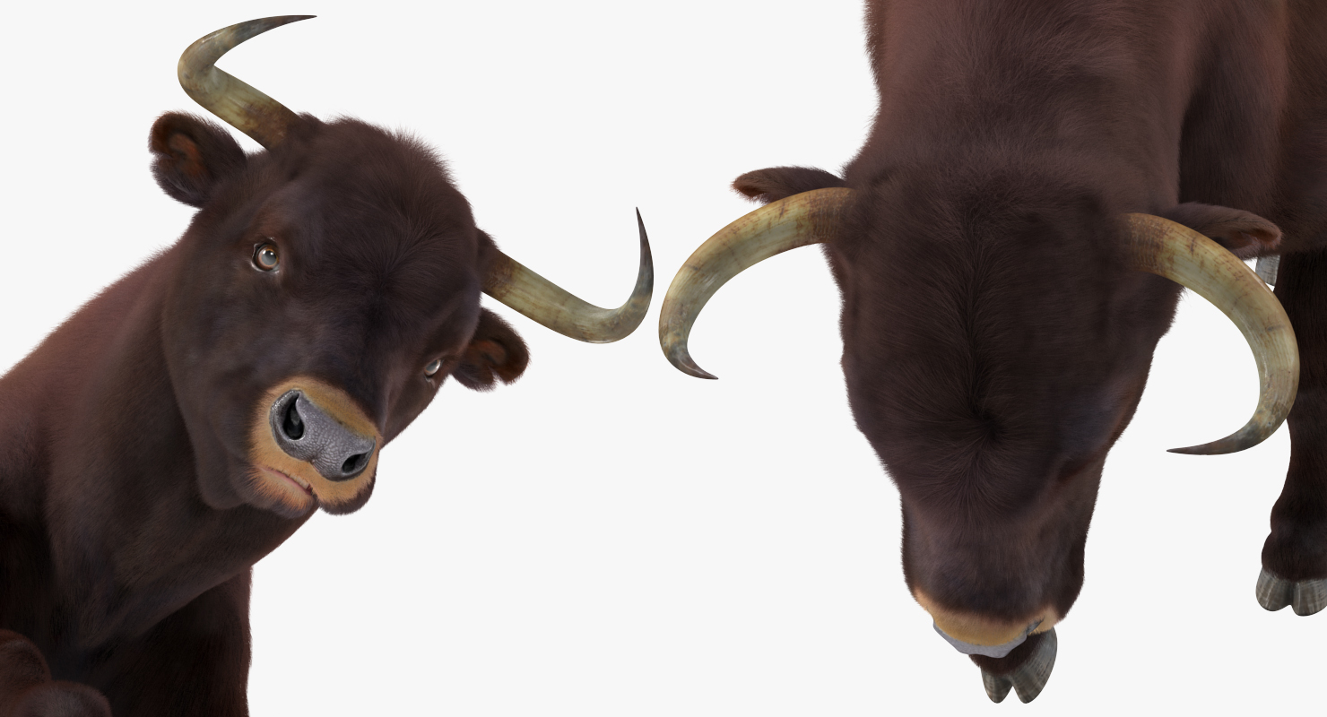 bull attacking pose fur 3d model