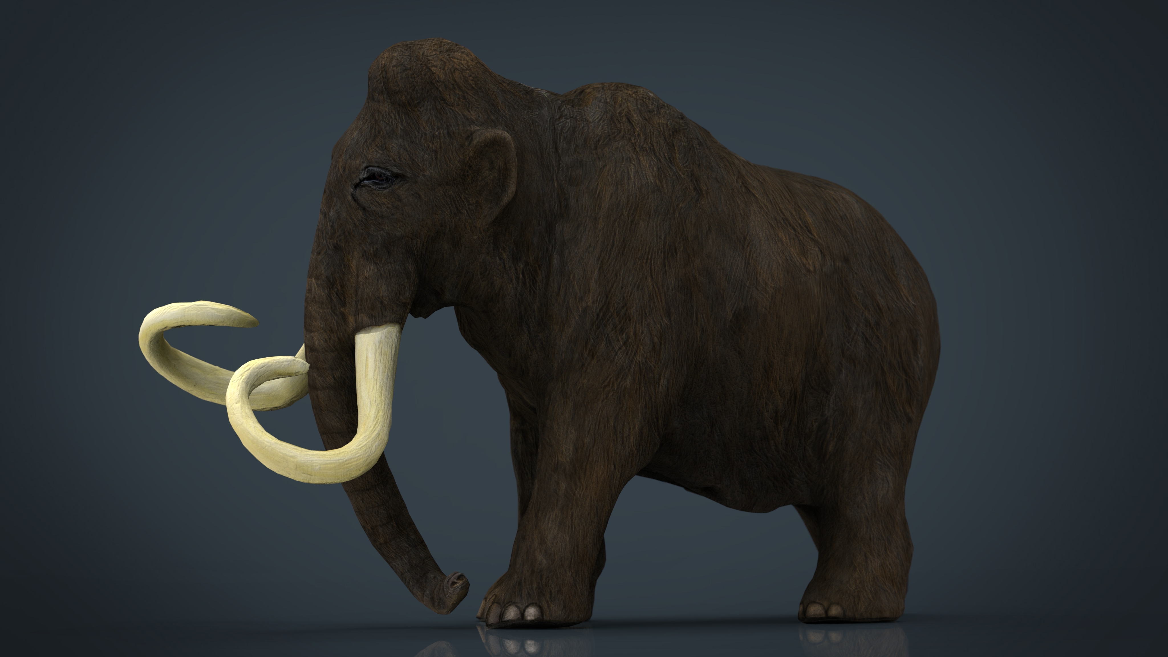 长毛象3d模型