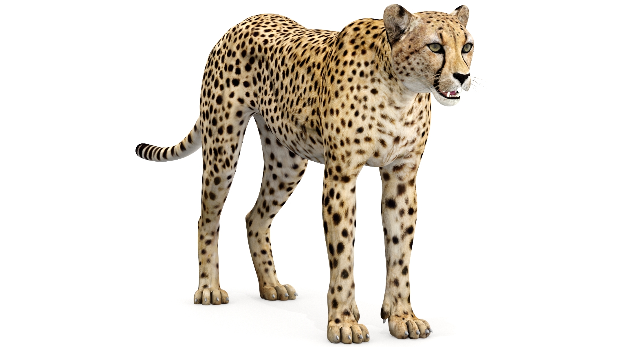 3d cheetah