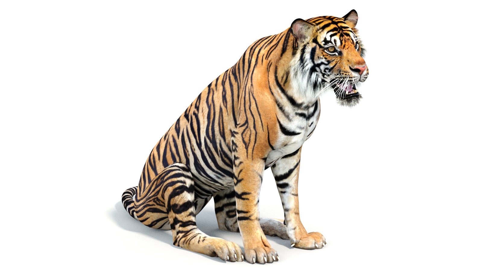sumatran tiger (rigged) 3d model