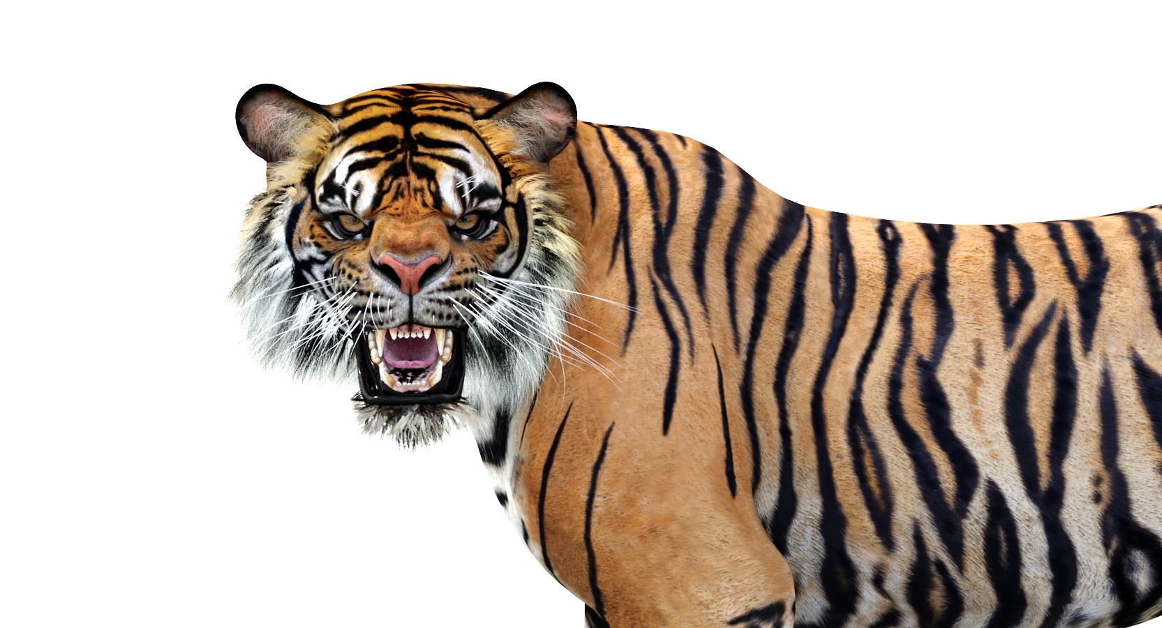 sumatran tiger (rigged) 3d model