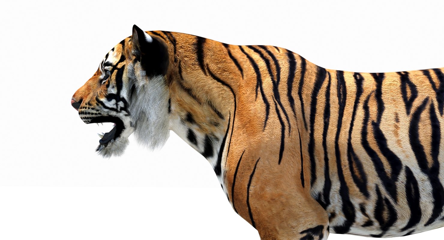 sumatran tiger (animated) 3d model