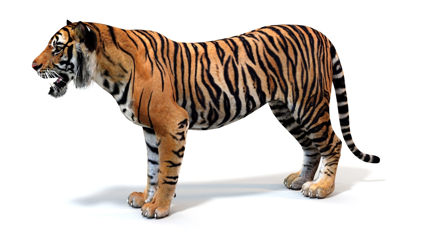 sumatran tiger (animated) 3d model