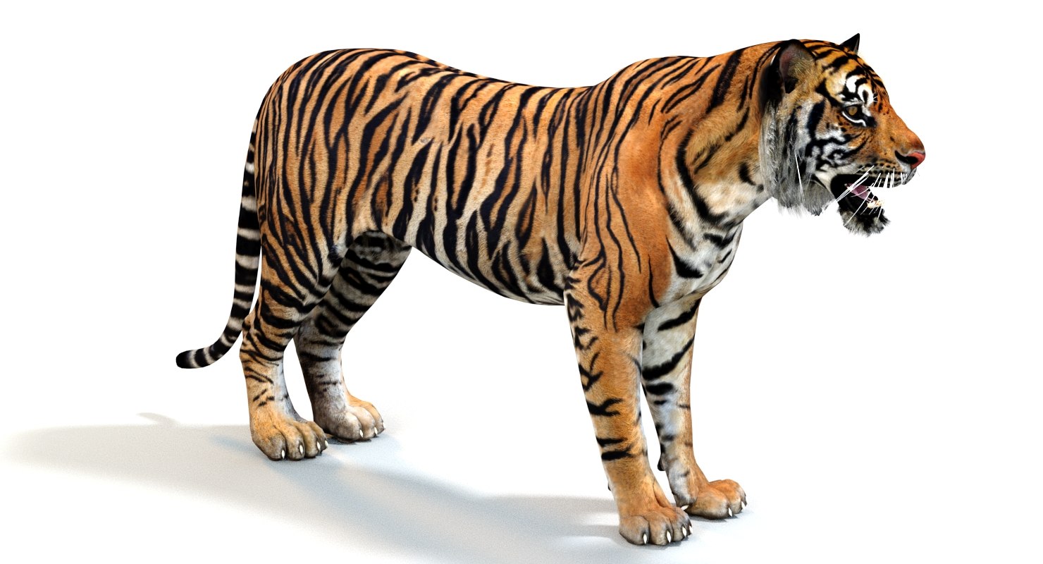 sumatran tiger (animated) 3d model