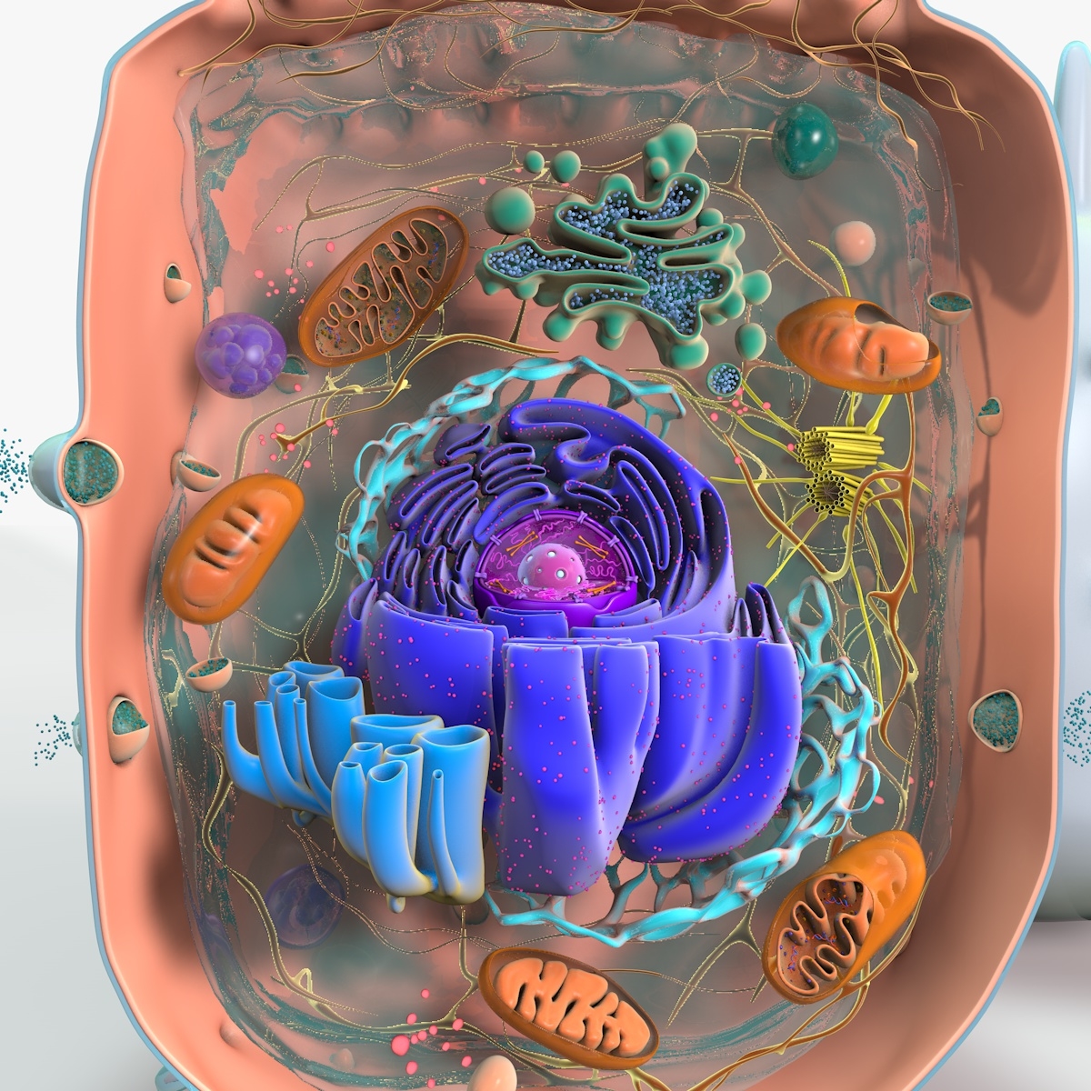 cell animal cytoplasma 3d