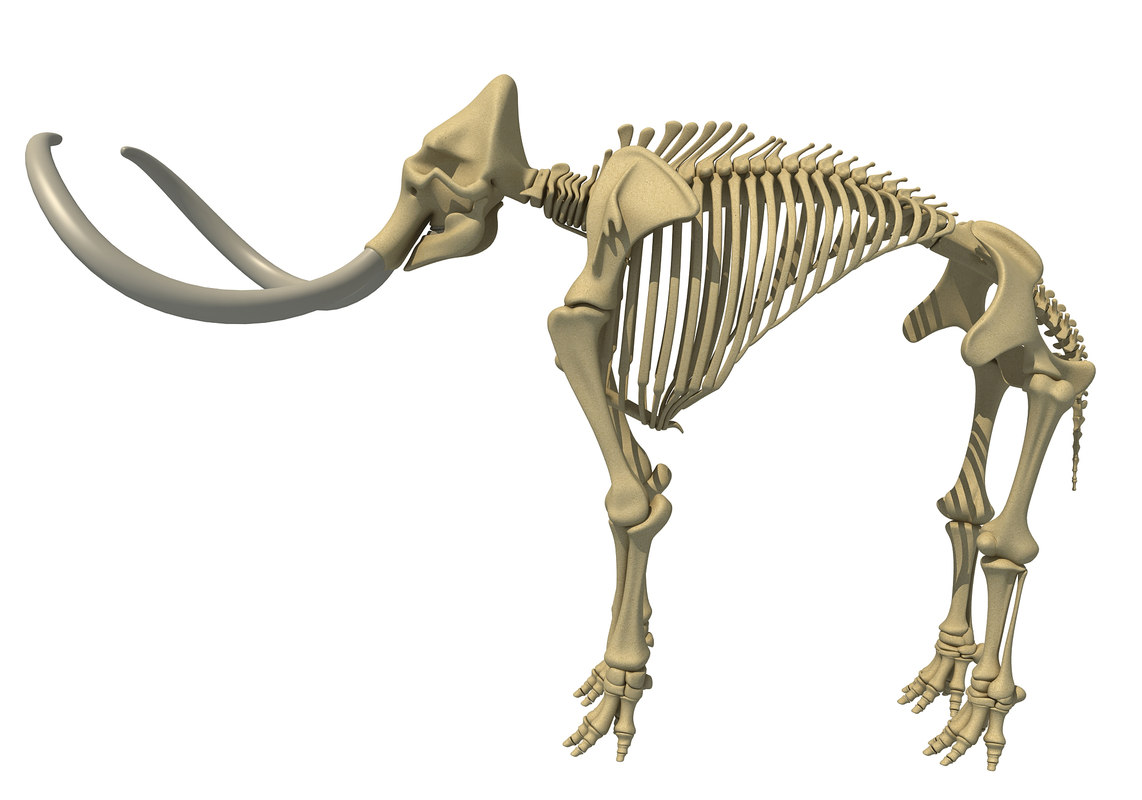 Mammoth Skeleton Model TurboSquid 1233399