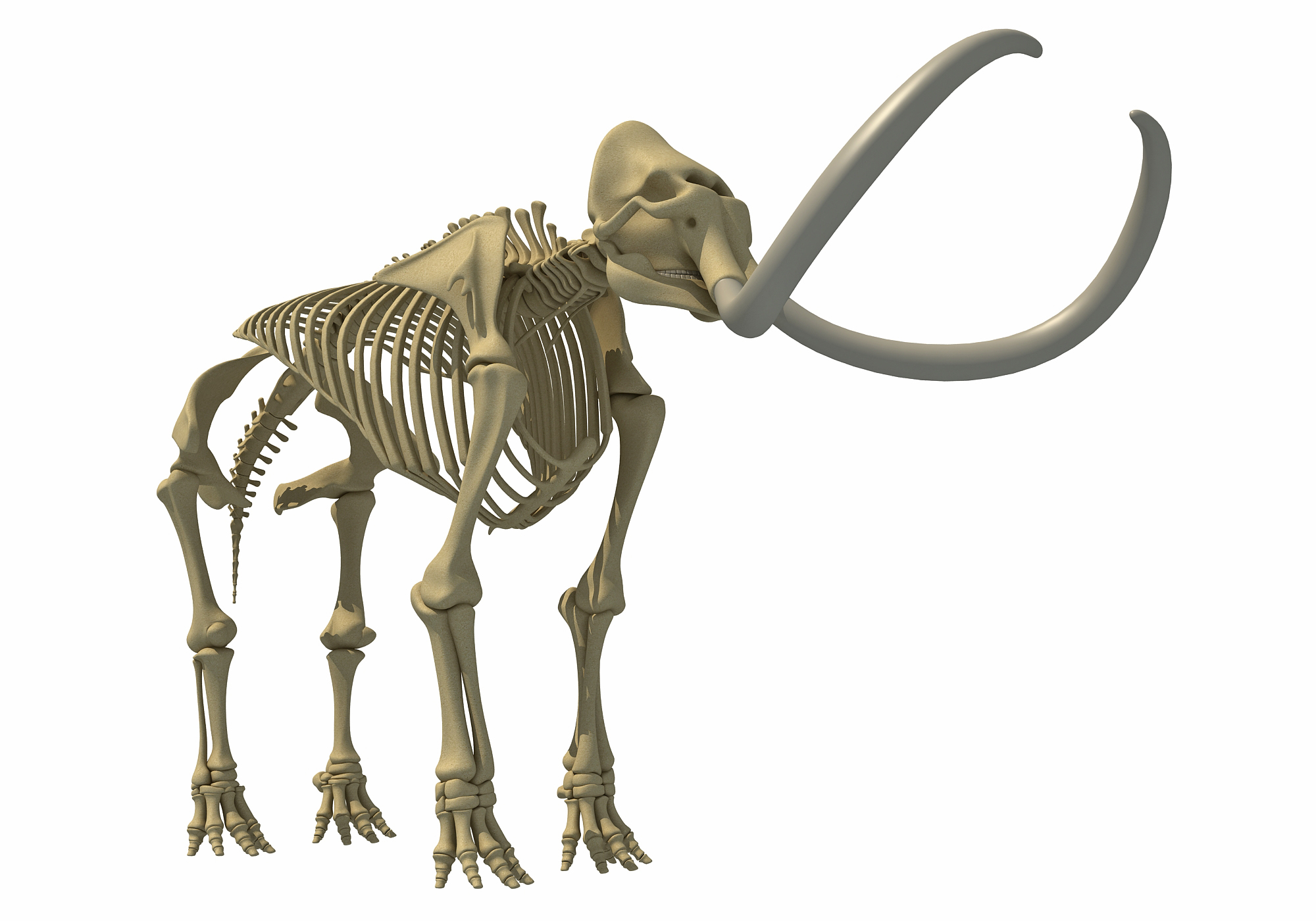 大象和猛犸象骷髅3d模型