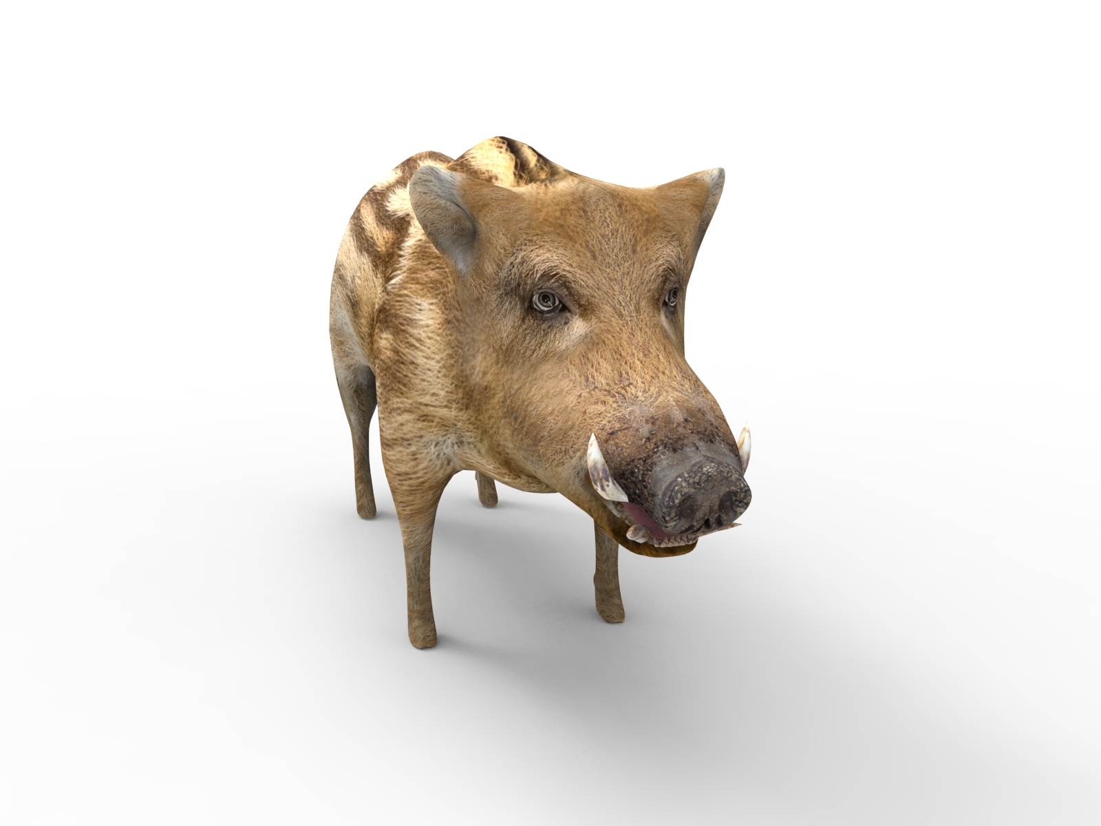 wild boar 3d