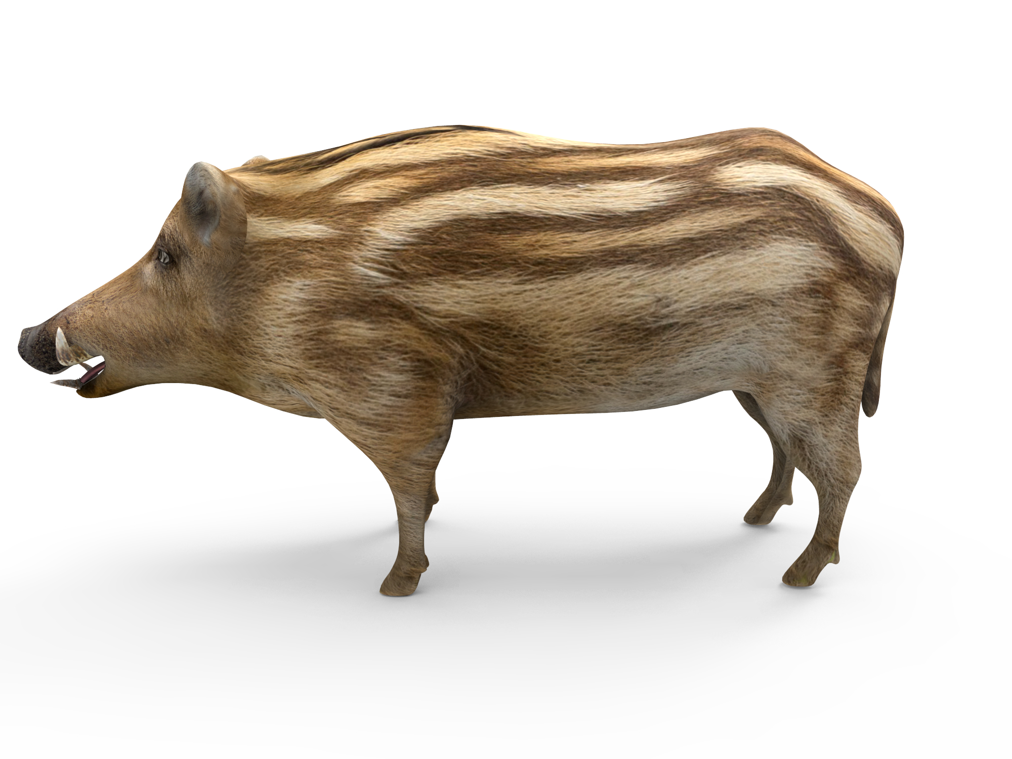 wild boar 3d