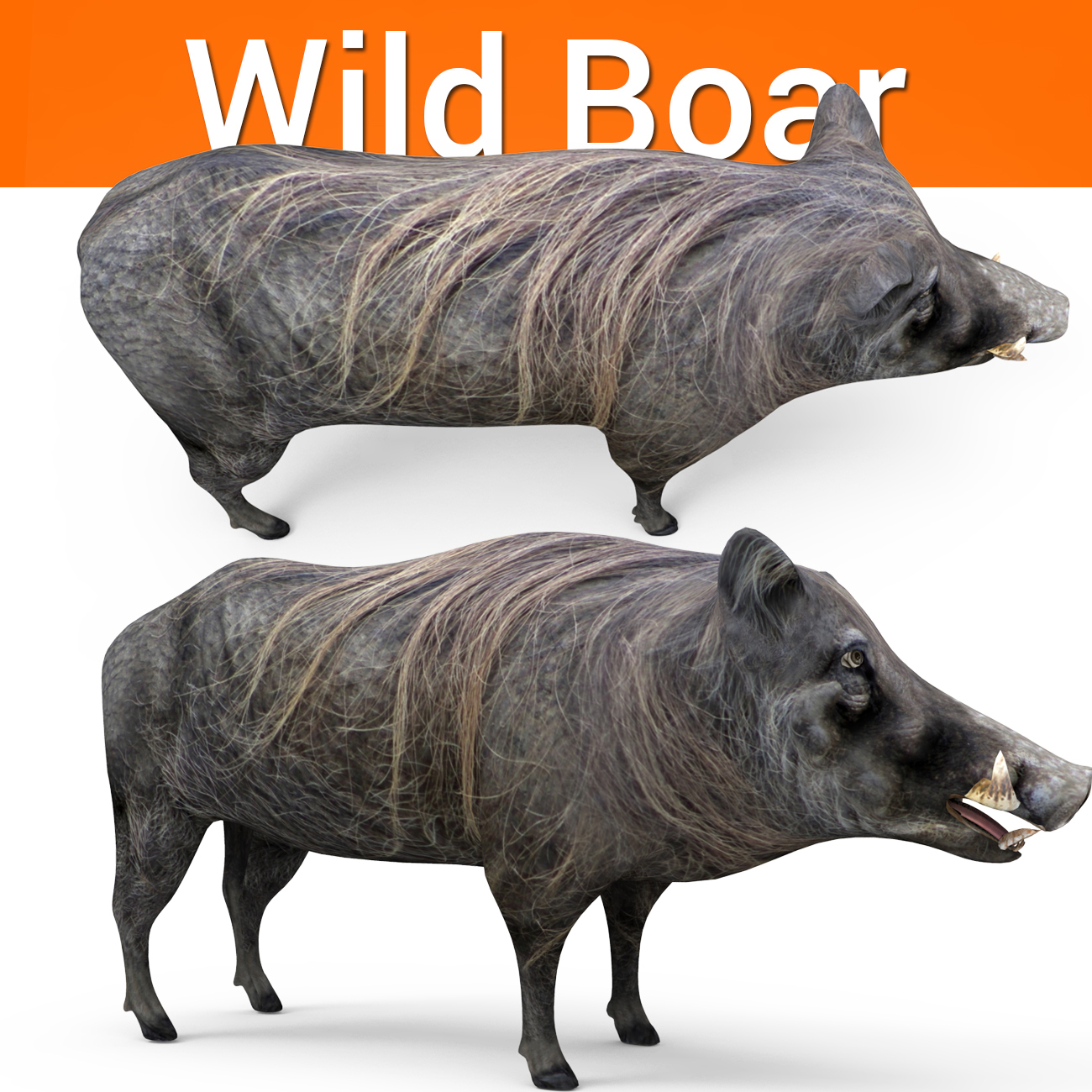 3d wild boar