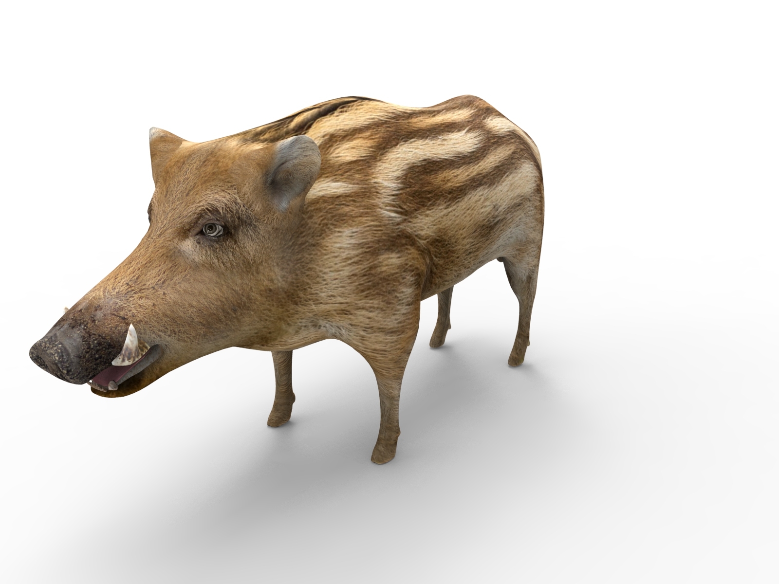 wild boar rigged 3d