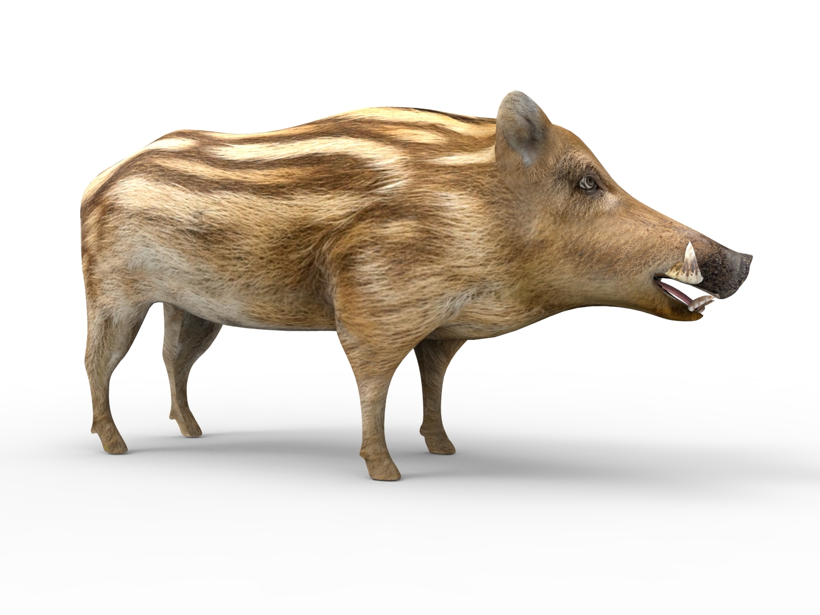 wild boar rigged 3d