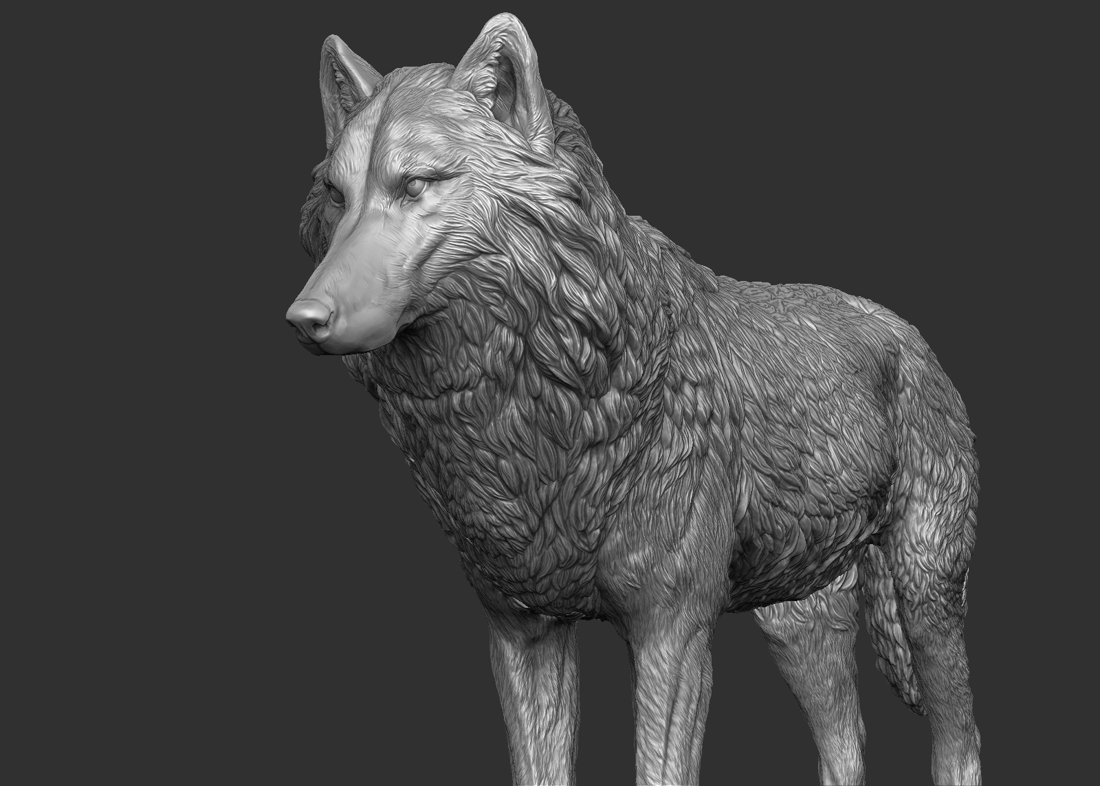 wolf(1) 3d model