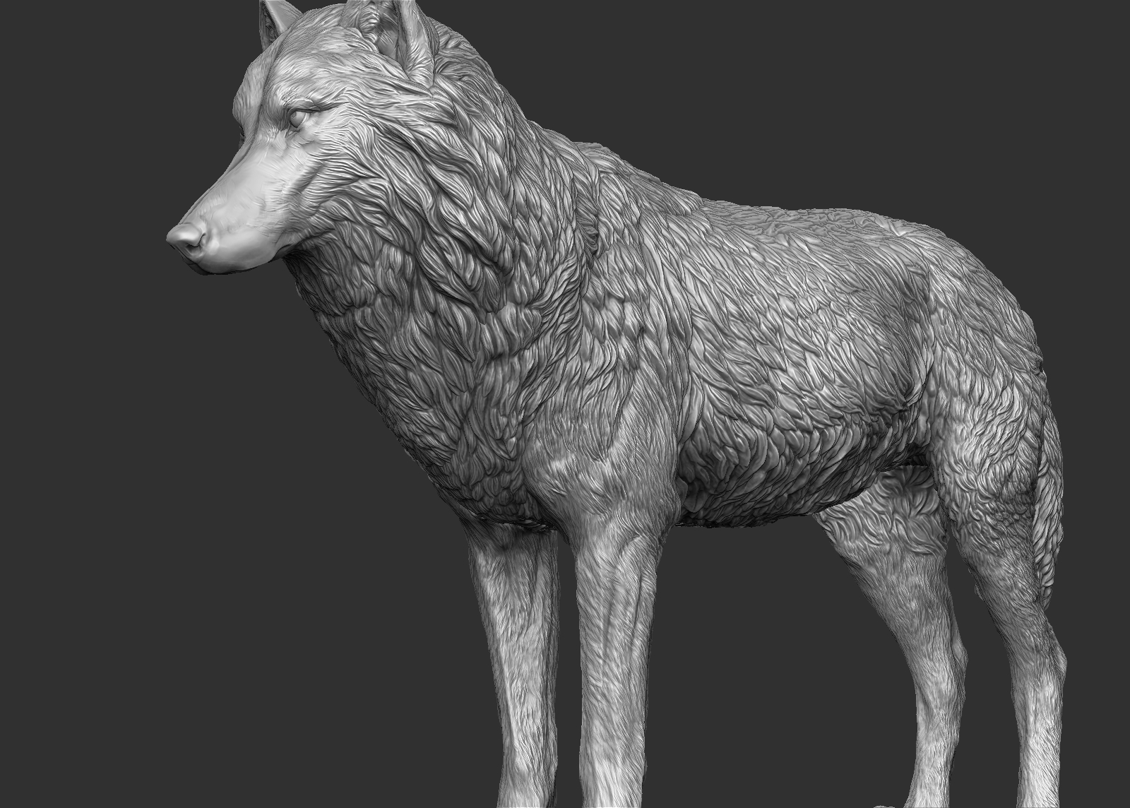 wolf(1) 3d model