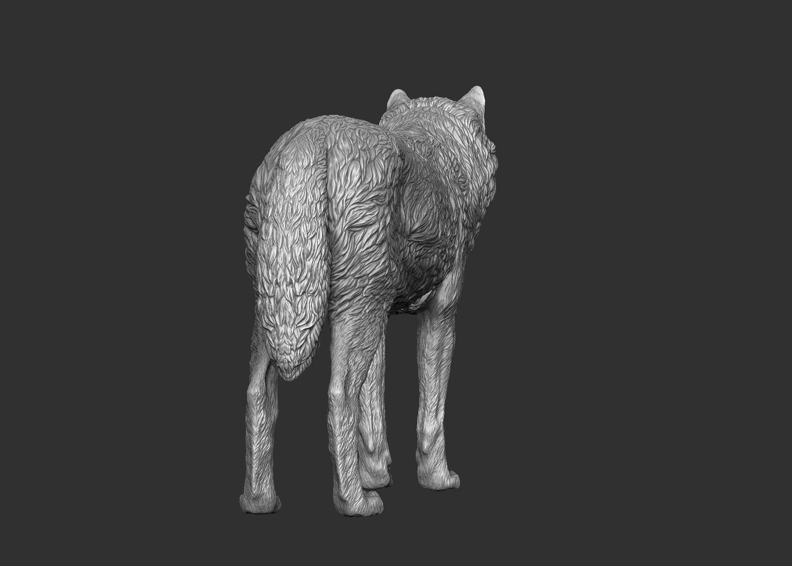 wolf(1) 3d model