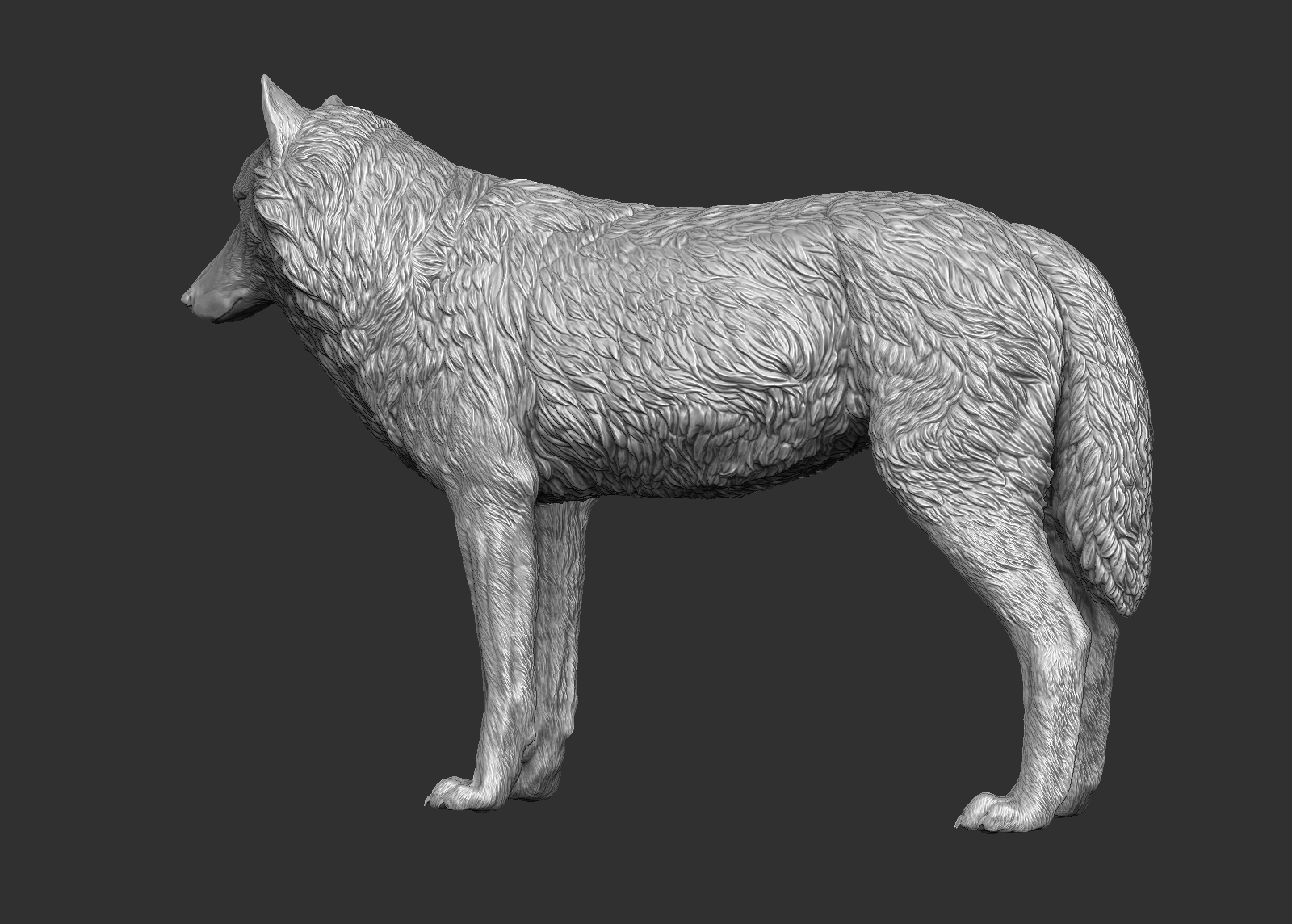 wolf(1) 3d model
