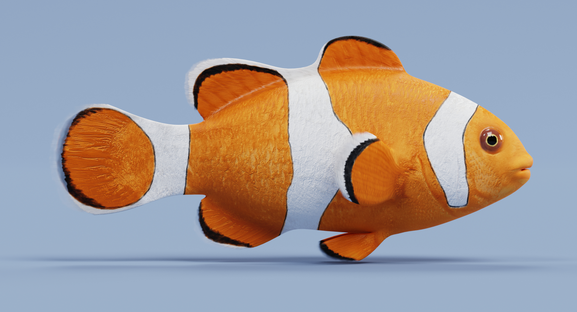 clownfish 3d