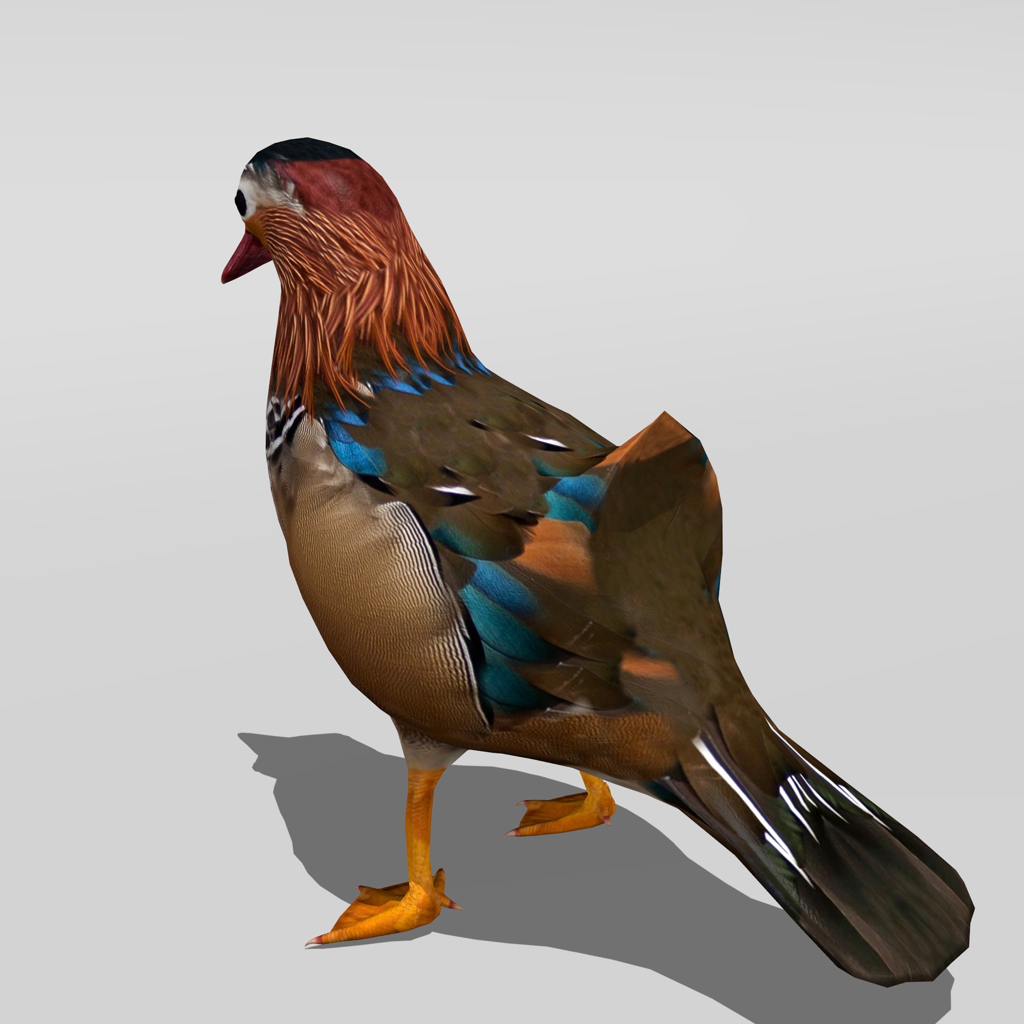 mandarin duck 3d