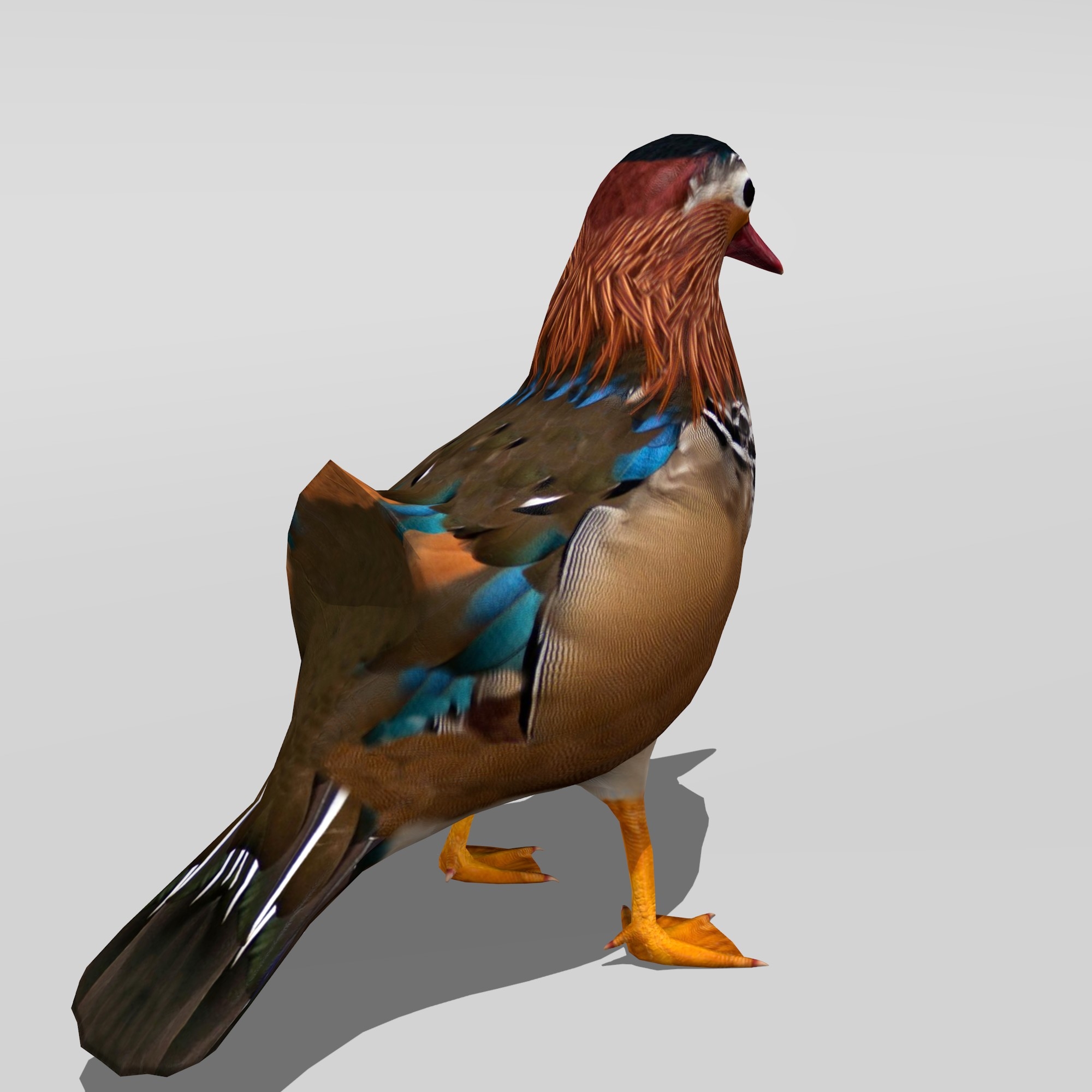 mandarin duck 3d