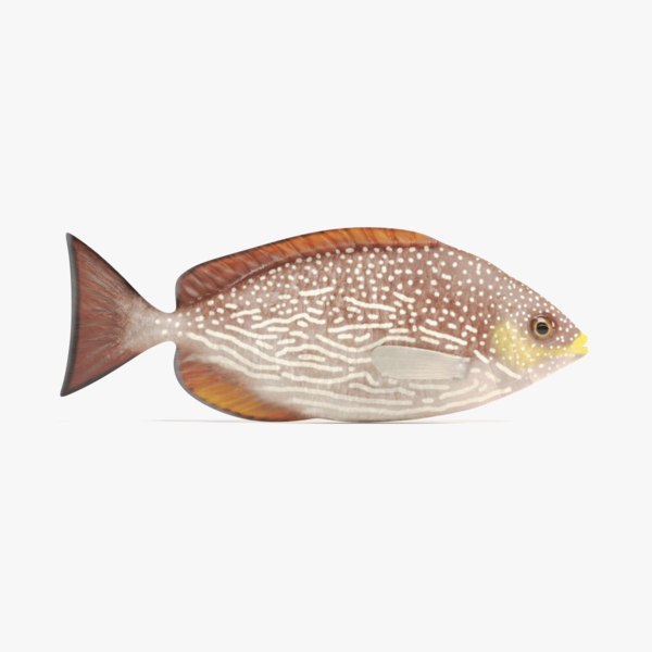 java rabbitfish 3d model