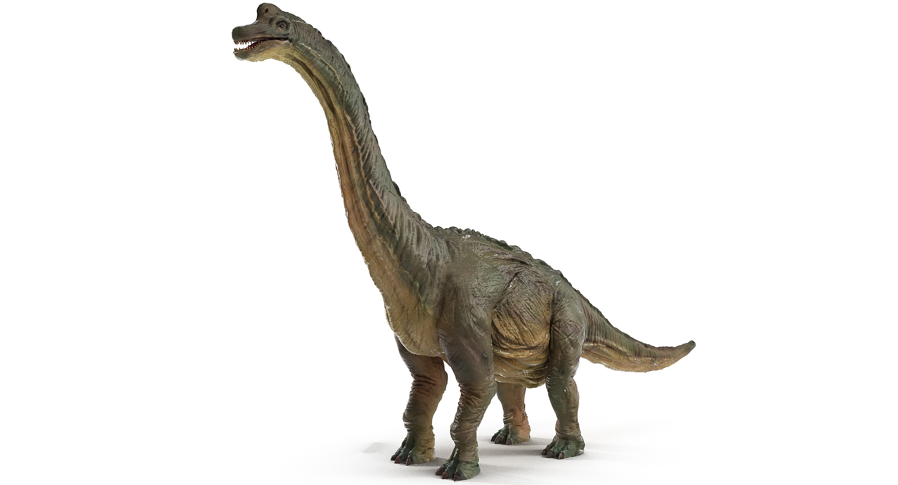 3d brachiosaurus