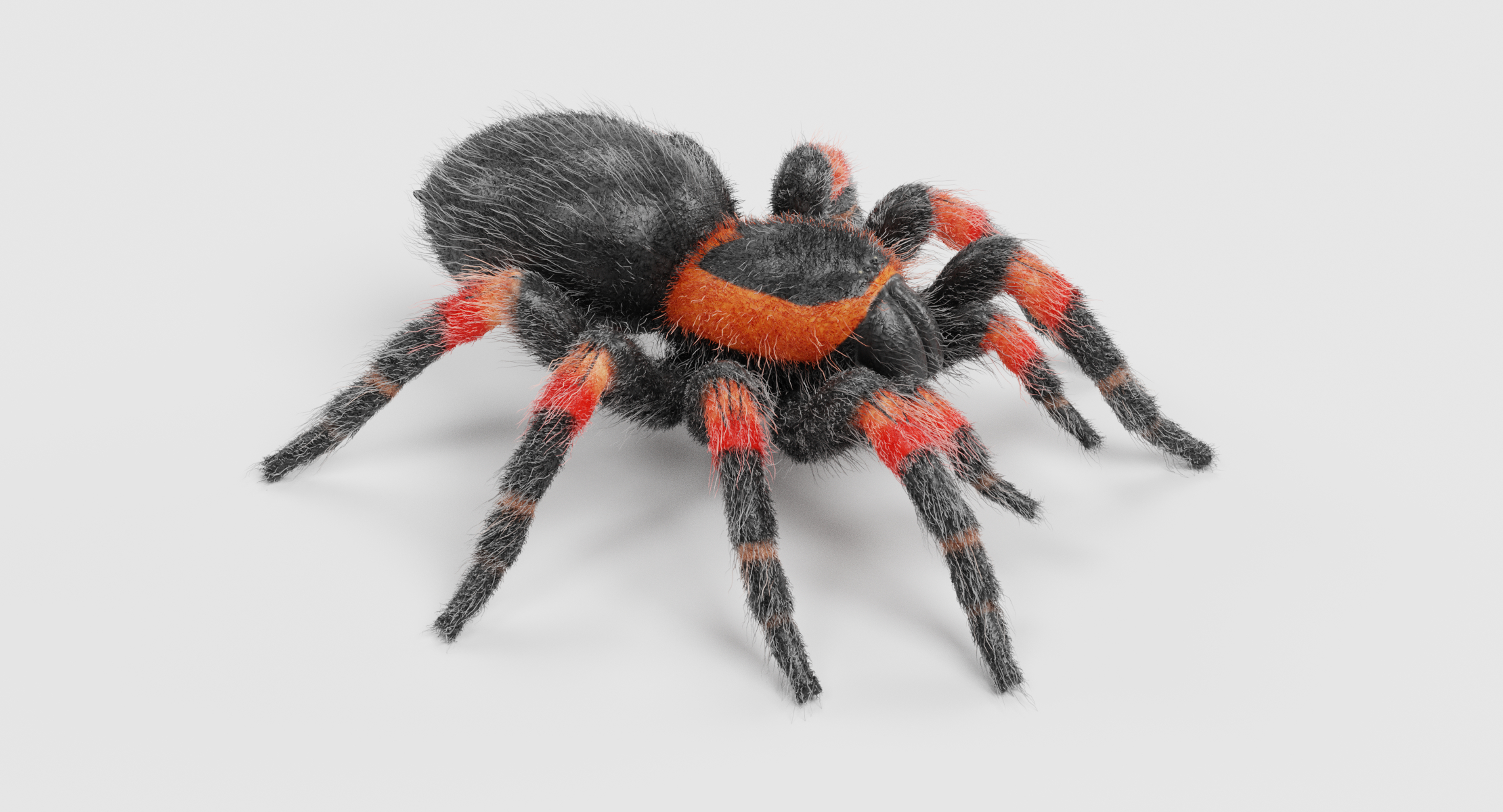 3d tarantula (mexican redknee)