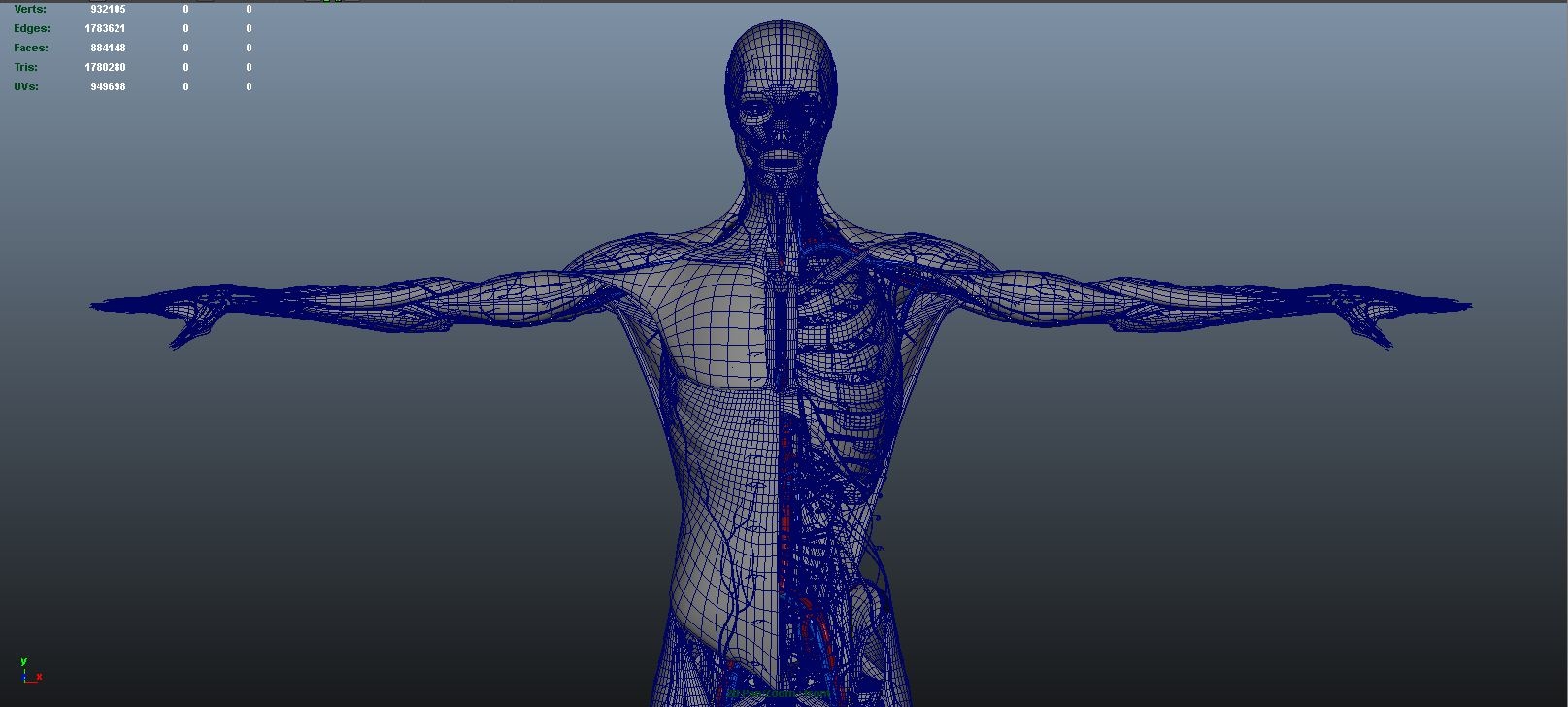 3d body natural skin muscles