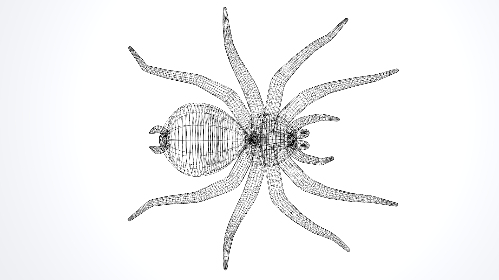 蜘蛛狼蛛(theraphosidae)3d模型