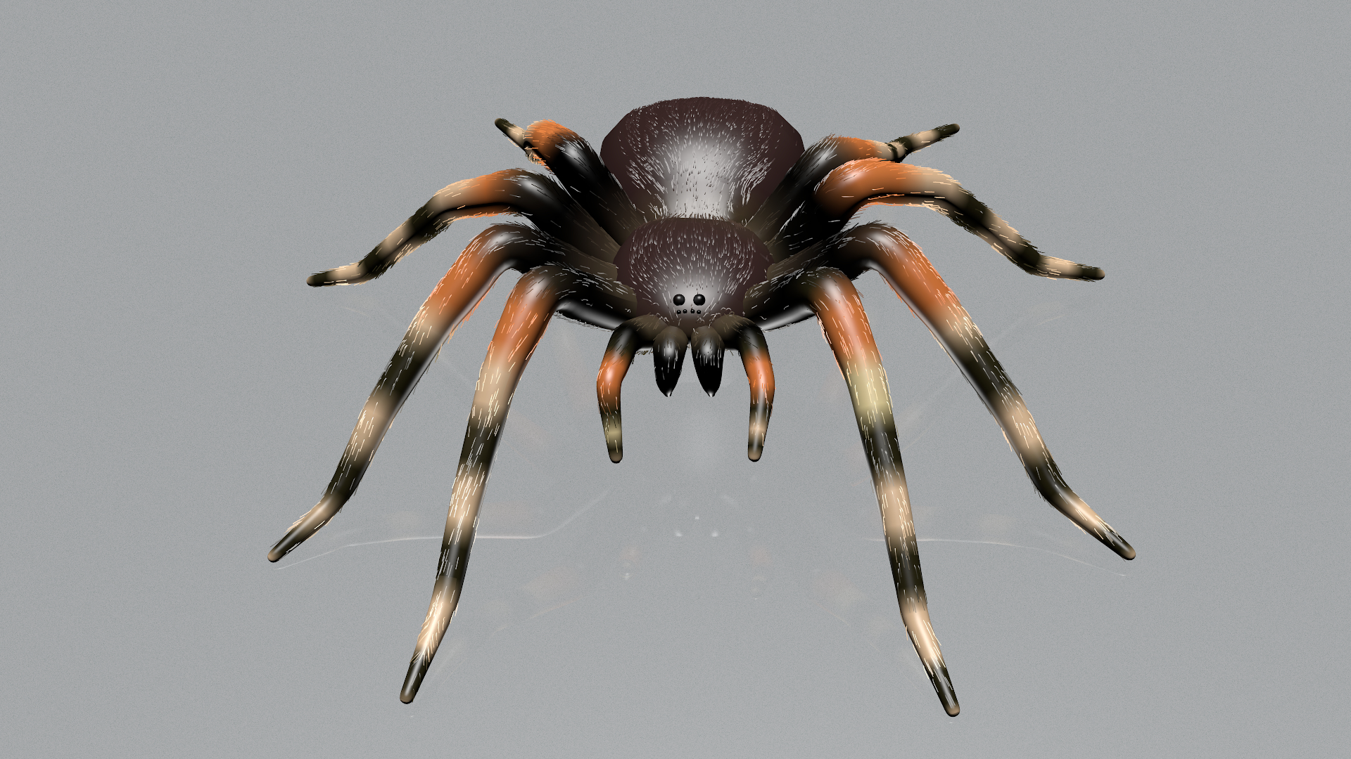 蜘蛛狼蛛(theraphosidae)3d模型