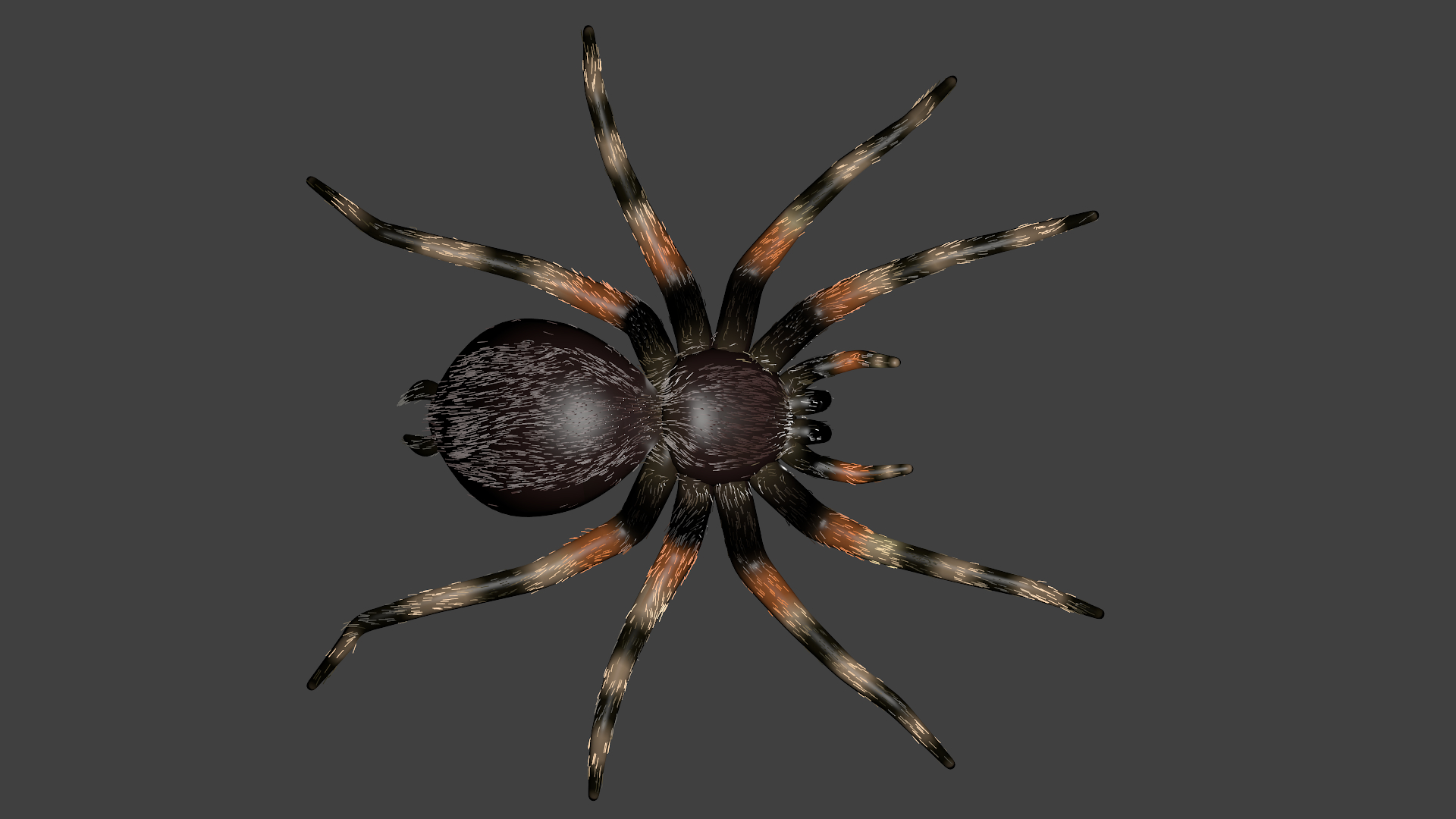 蜘蛛狼蛛(theraphosidae)3d模型