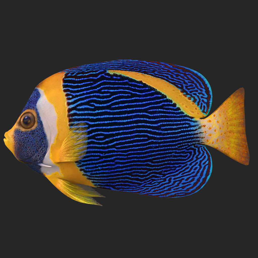 scribbled angelfish model